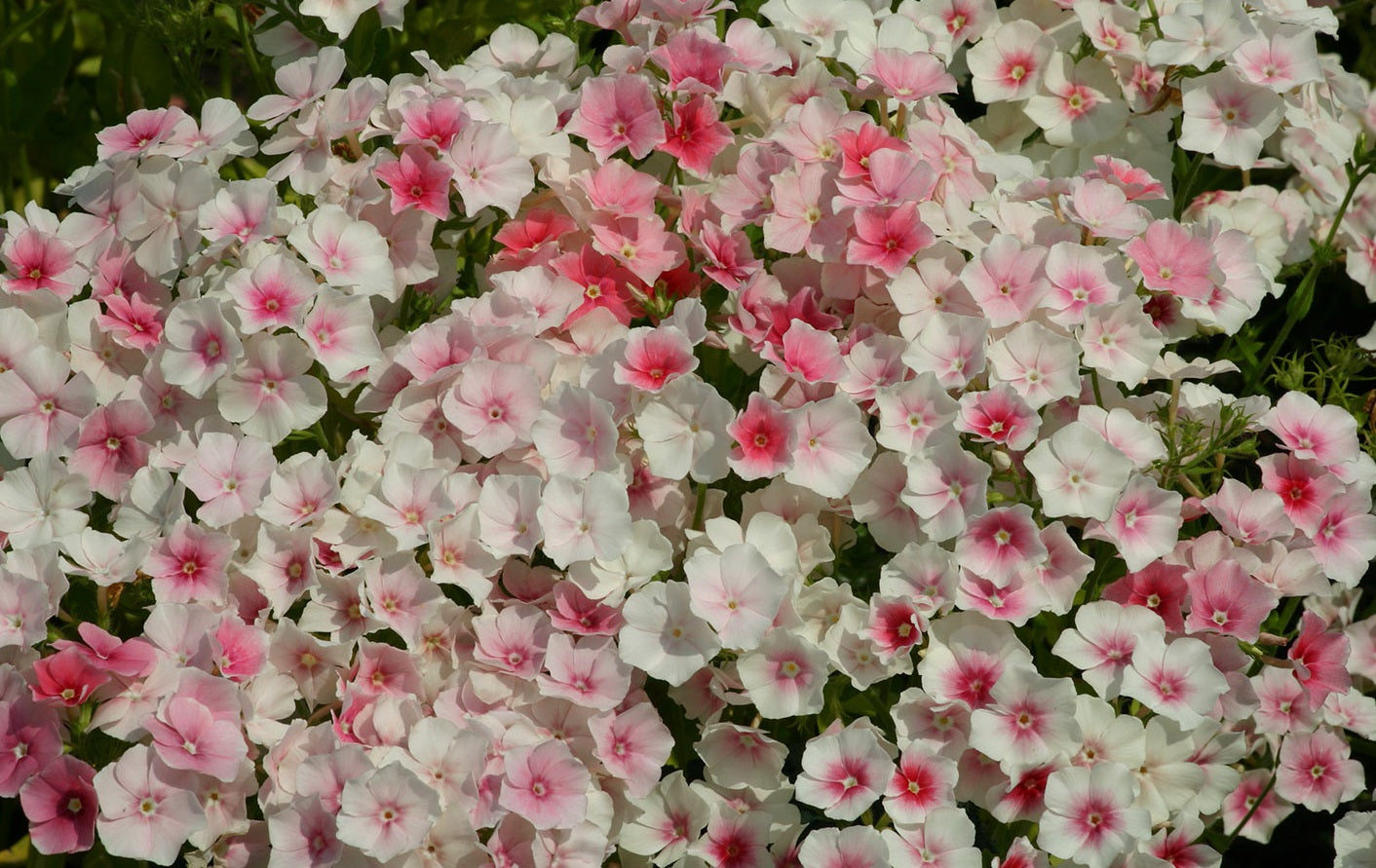 Phlox Blushing Bride | 250+ Seeds | Cut Flowers | Weddings | Bouquets