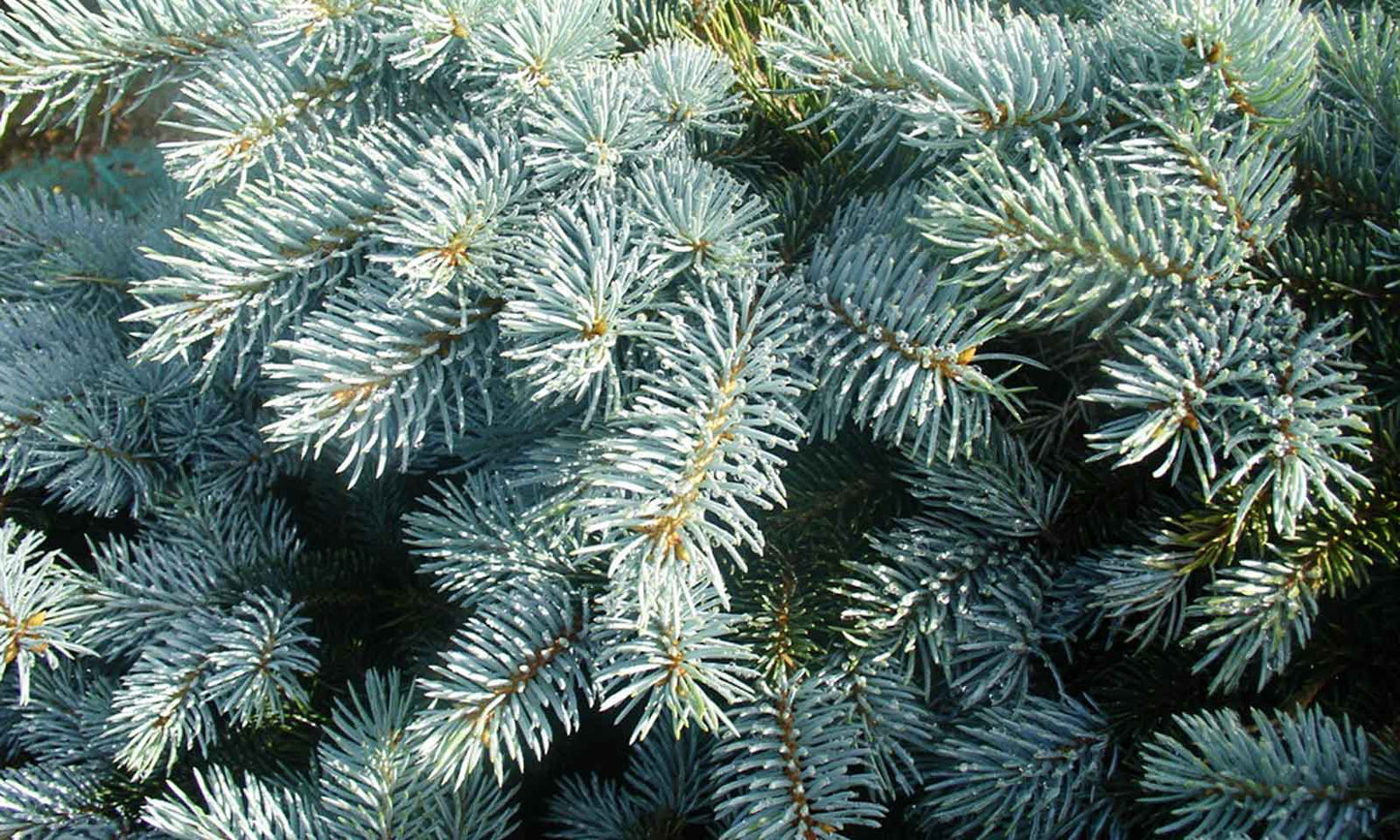 Colorado Blue Spruce (Picea Pungens) | 30+ Seeds | Fully Hardy