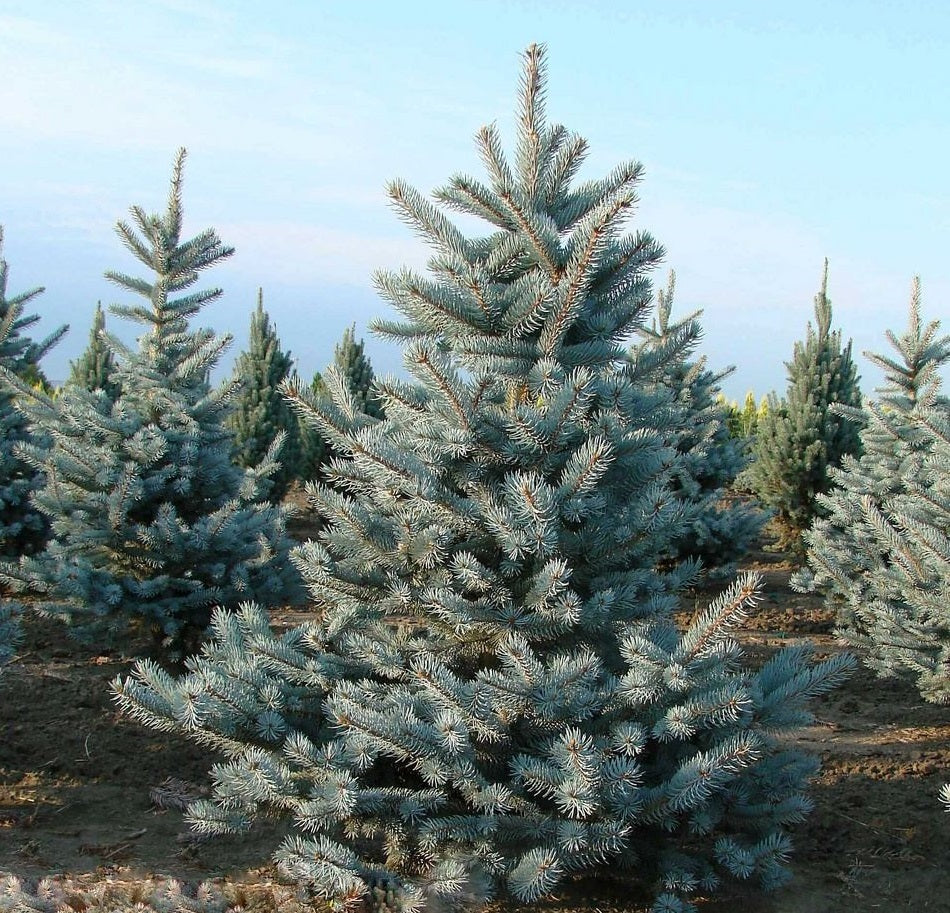 Colorado Blue Spruce (Picea Pungens) | 30+ Seeds | Fully Hardy