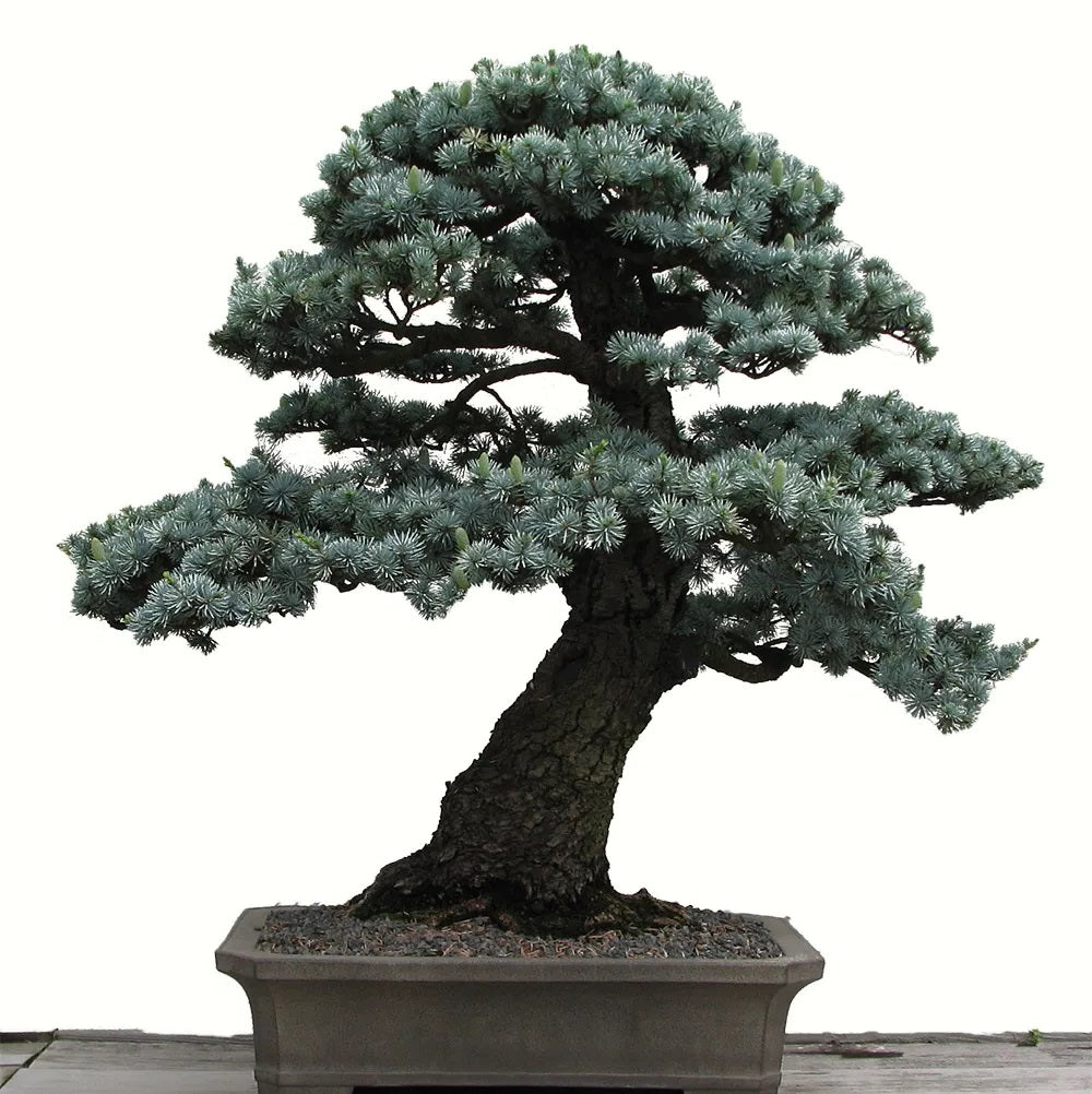 Colorado Blue Spruce (Picea Pungens) | 30+ Seeds | Fully Hardy