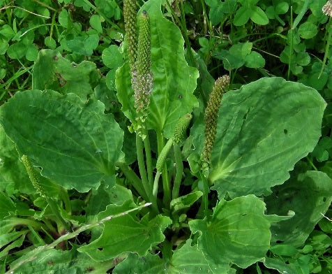 Broadleaf Plantain (Plantago Major) | 600+ Seeds | Tortoise Food| Medicinal