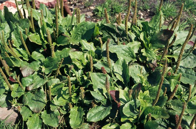 Broadleaf Plantain (Plantago Major) | 600+ Seeds | Tortoise Food| Medicinal