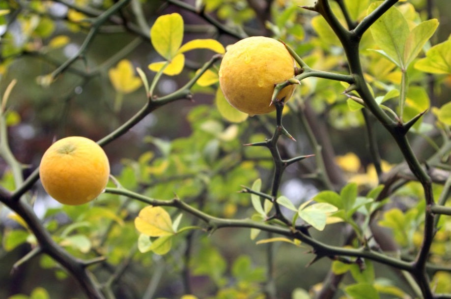 Citrus Poncirus Trifoliata "Flying Dragon" | 10+ seeds | UK Hardy