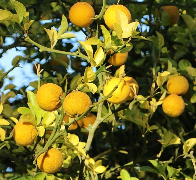 Citrus Poncirus Trifoliata "Flying Dragon" | 10+ seeds | UK Hardy