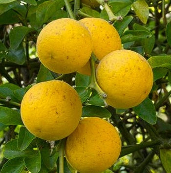 Citrus Poncirus Trifoliata "Flying Dragon" | 10+ seeds | UK Hardy