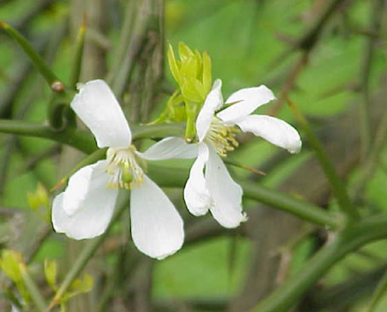 Citrus Poncirus Trifoliata "Flying Dragon" | 10+ seeds | UK Hardy