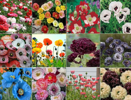 Poppy Seed Mix | 2000+ seeds | Papaver | Singles | Doubles | Dwarf | Self Seeds