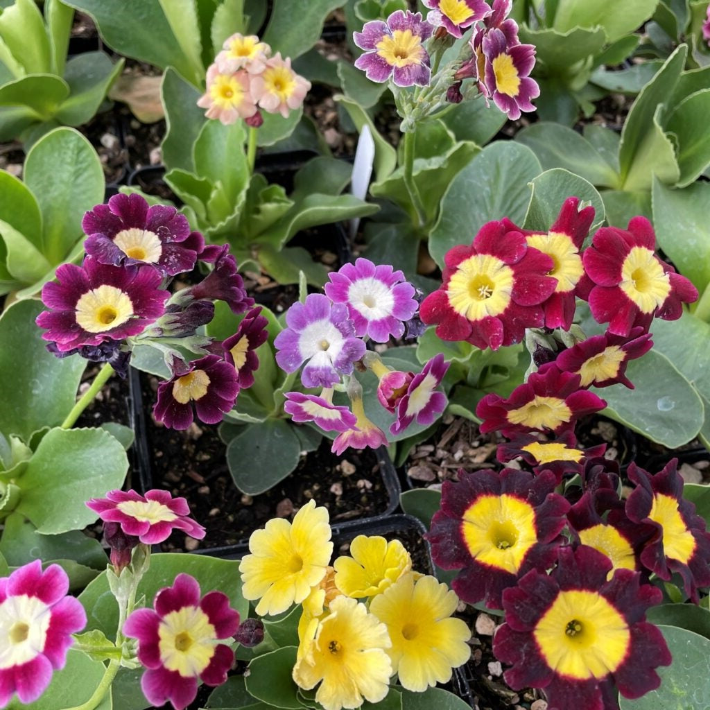 Primrose Hydbrid "Kaleidoscope" Mix | 30+ seeds | RHS Award Winner | Perennial