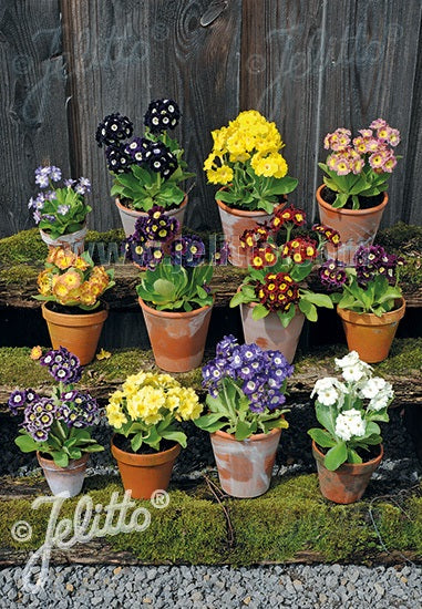 Primrose Hydbrid "Kaleidoscope" Mix | 30+ seeds | RHS Award Winner | Perennial