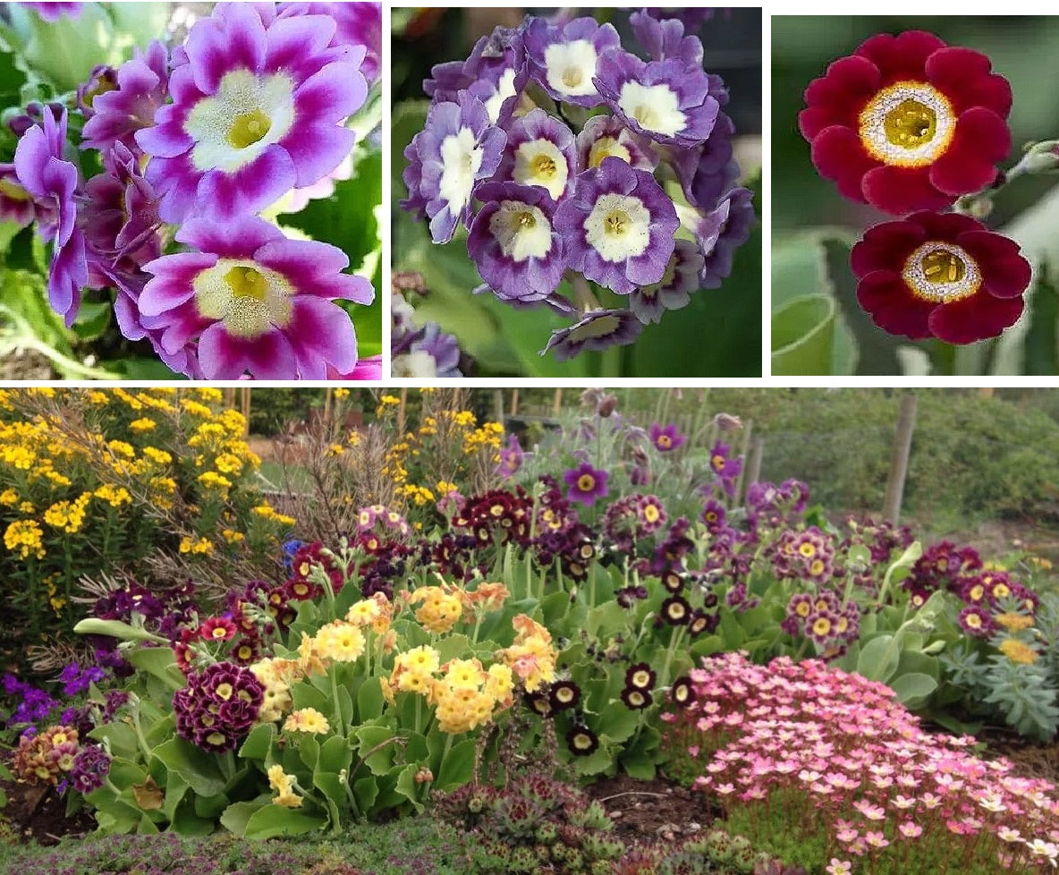 Primrose Hydbrid "Kaleidoscope" Mix | 30+ seeds | RHS Award Winner | Perennial