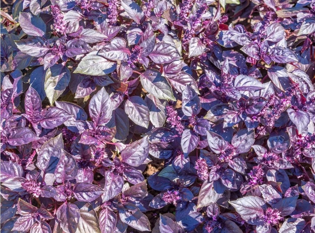 Purple Basil | 200+ seeds | Dark Opal | Year Round Easy & Tasty Herb