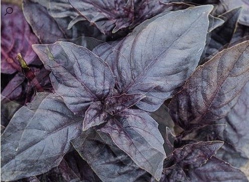 Purple Basil | 200+ seeds | Dark Opal | Year Round Easy & Tasty Herb
