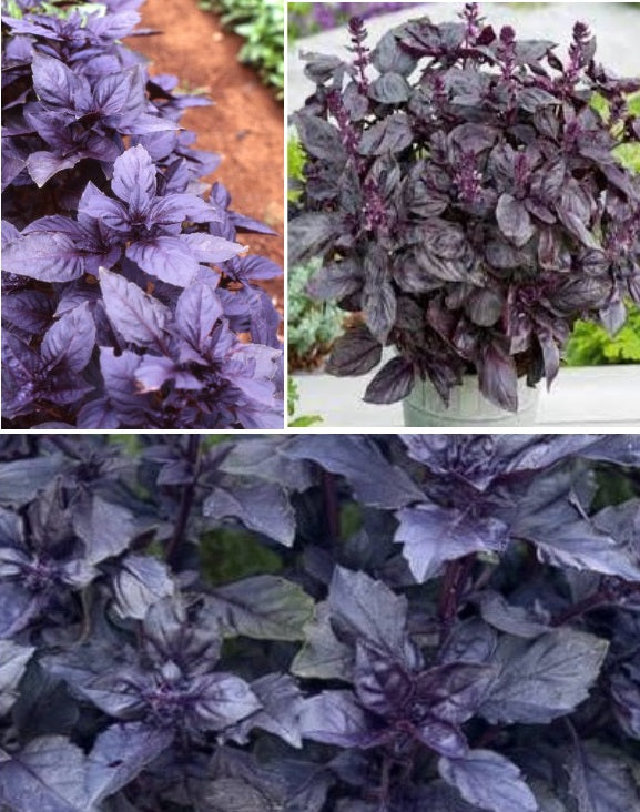 Dark Opal Basil 200 seeds Purple Year Round Easy Tasy