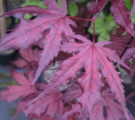 Purple Japanese Ghost Maple | 20 seeds | Bonsai | Hardy