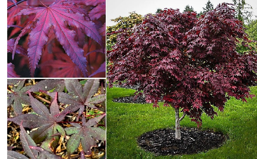 purple japanese maple bonsai tree Purple Japanese Ghost Maple | 20 seeds | Bonsai
