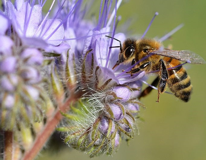 Purple Tansy | Phacelia Tanacetifolia | Bees and Pollenators