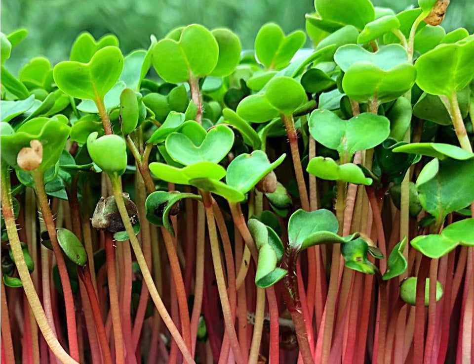 Organic Radish Sprouting Seeds 1,000+ | "China Rose" | Microgreens