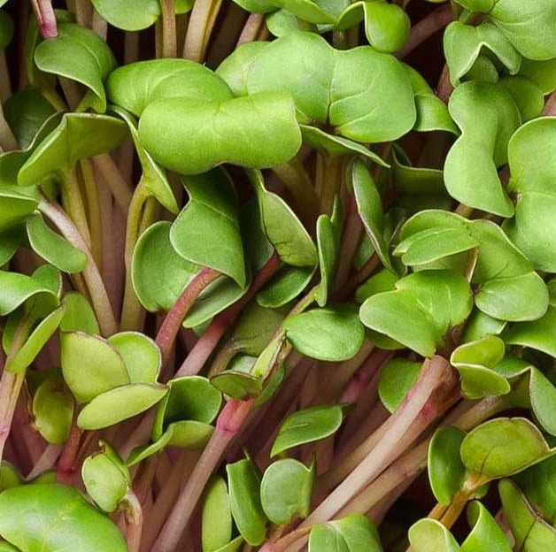 Organic Radish Sprouting Seeds 1,000+ | "China Rose" | Microgreens