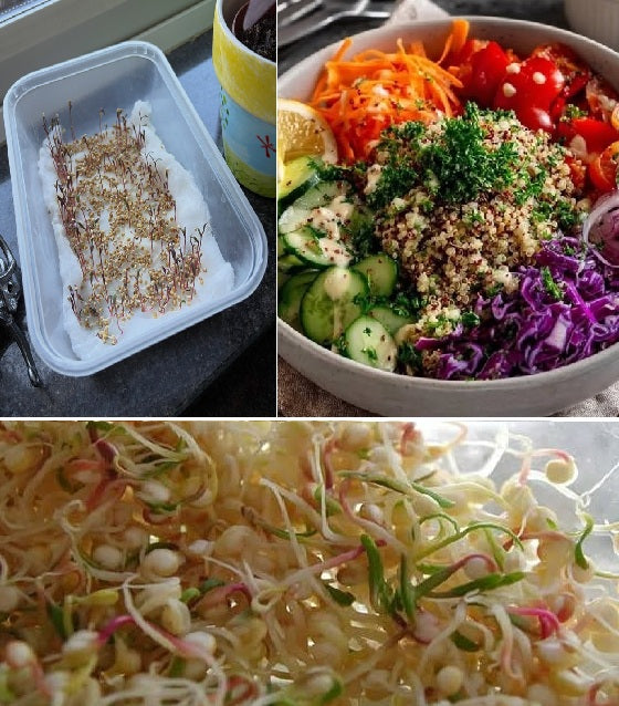 Organic Seeds for Sprouting / Sprouts | Many Types | Healthy Microgreens all year round!