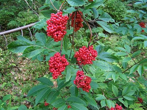 Red Elderberry Sambucus Racemosa | 50+ seeds | Birds | Wine