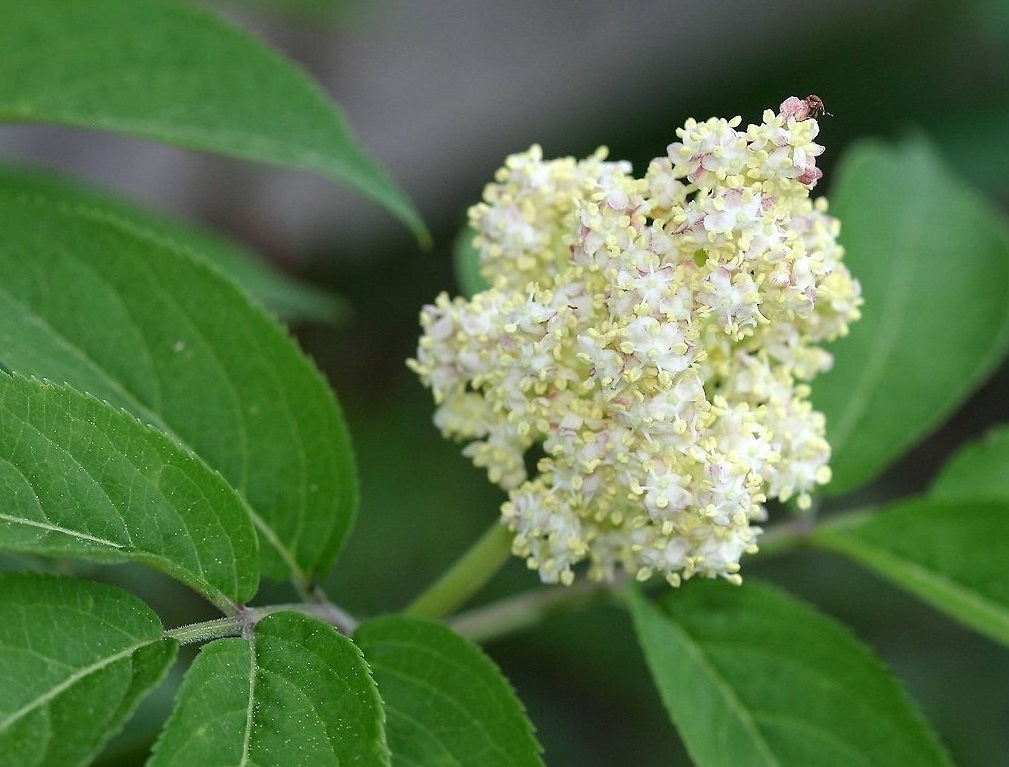 Red Elderberry Sambucus Racemosa | 50+ seeds | Birds | Wine