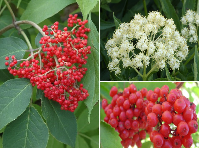 Red Elderberry Sambucus Racemosa | 50+ seeds | Birds | Wine