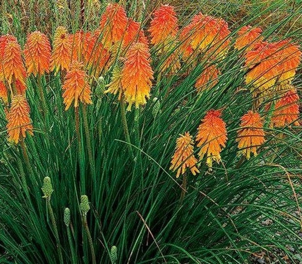 Red Hot Poker Kniphofia Uvaria | 40+ seeds | Hardy Perennial
