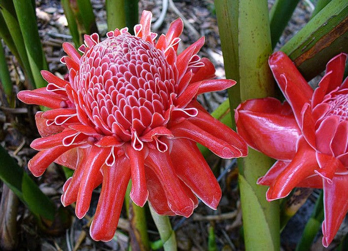 Red Torch Ginger | Etlingera Elatior | 30+ Seeds