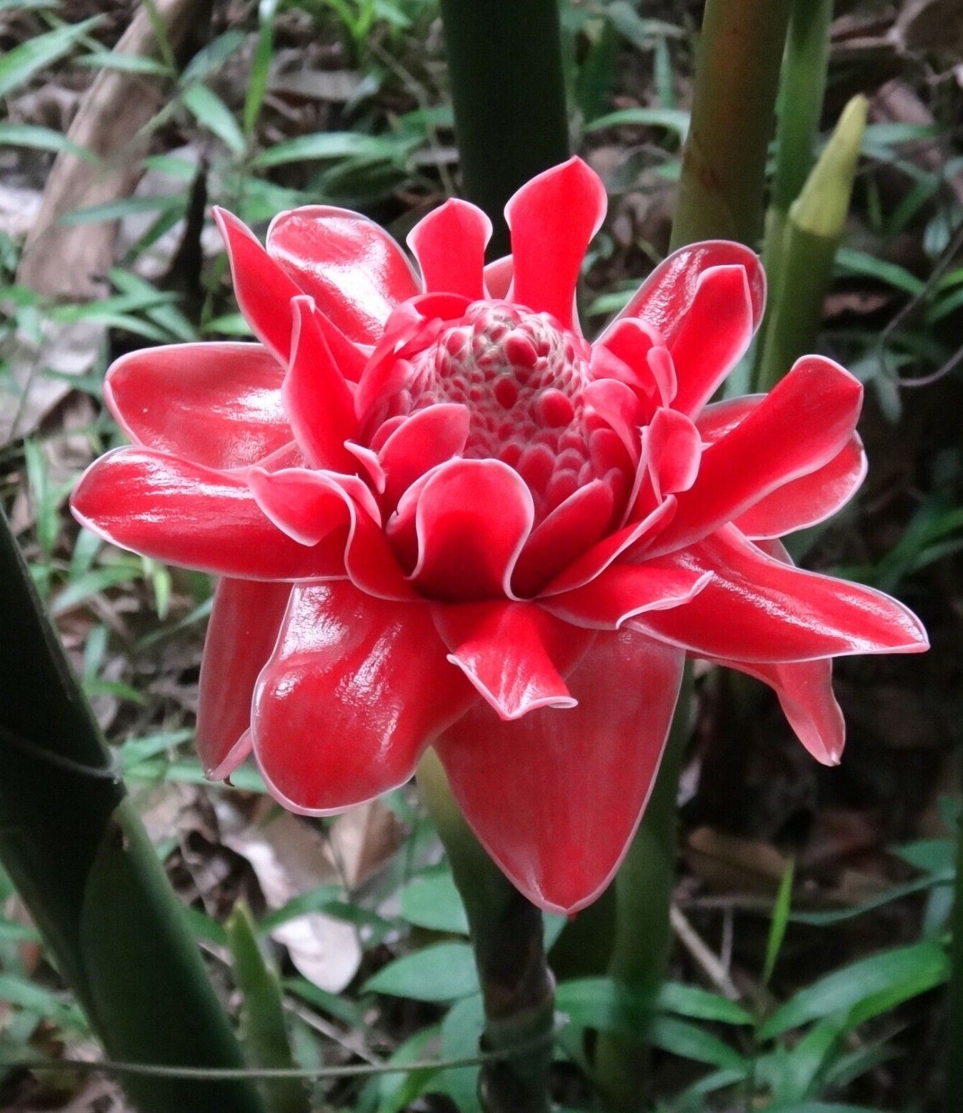 Red Torch Ginger | Etlingera Elatior | 30+ Seeds