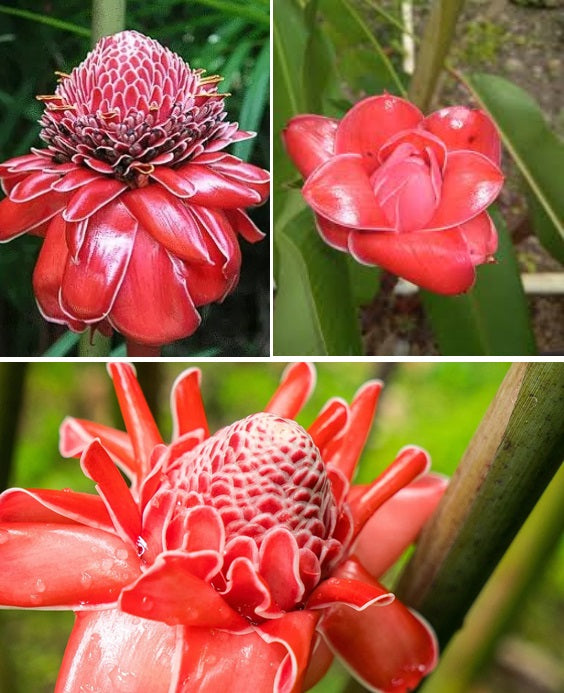 Red Torch Ginger | Etlingera Elatior | 30+ Seeds