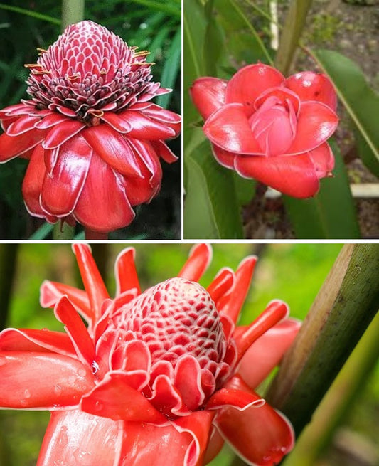 Red Torch Ginger | Etlingera Elatior | 30+ Seeds