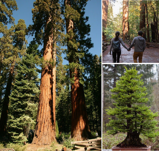 Giant Redwood | Sequoiadendron Giganteum | 30+ seeds