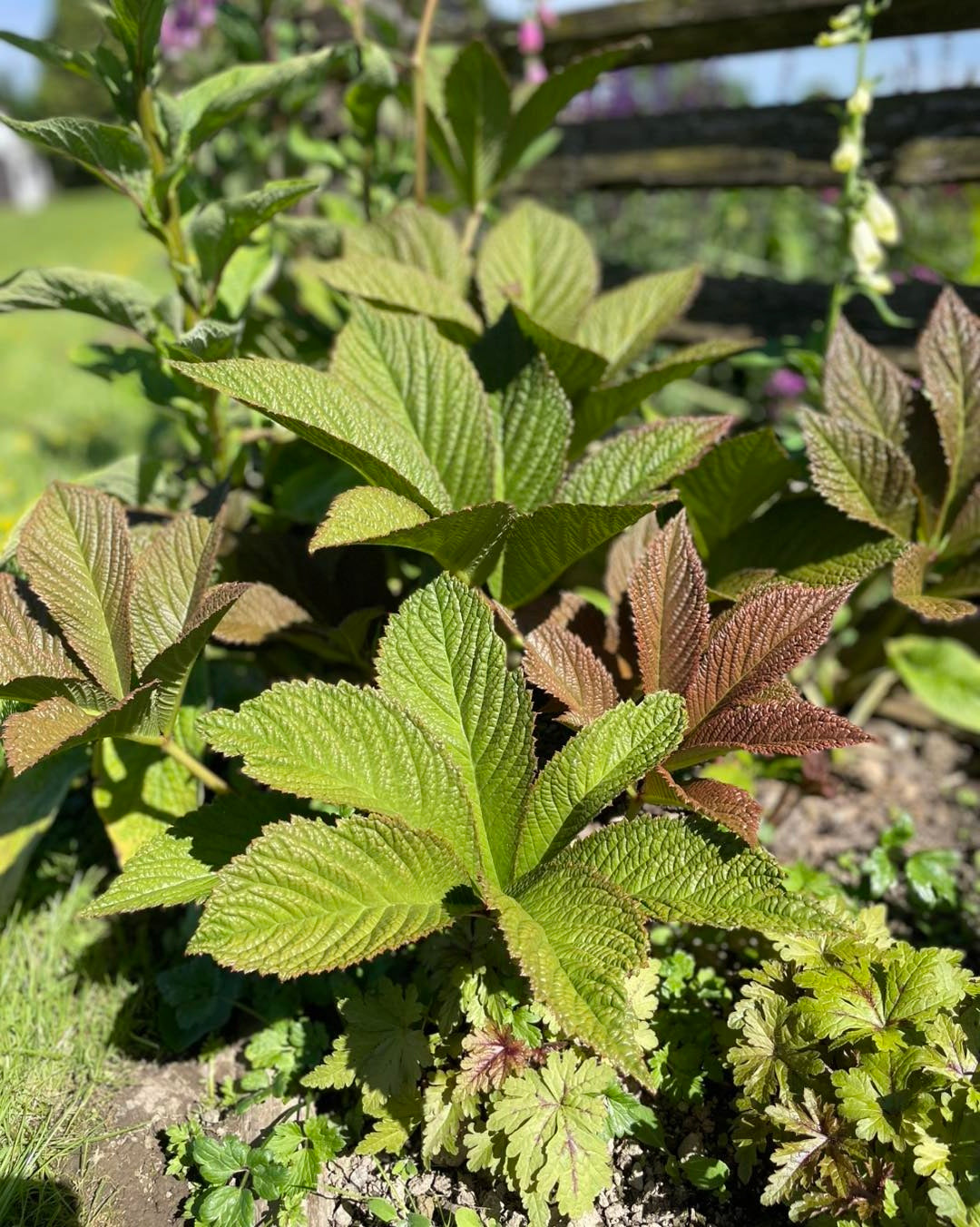 Rodgersia Pinnata | 20+ Seeds | Shade Loving | Flowering Perennial | Featherleaf