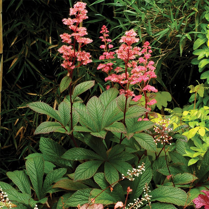 Rodgersia Pinnata | 20+ Seeds | Shade Loving | Flowering Perennial | Featherleaf