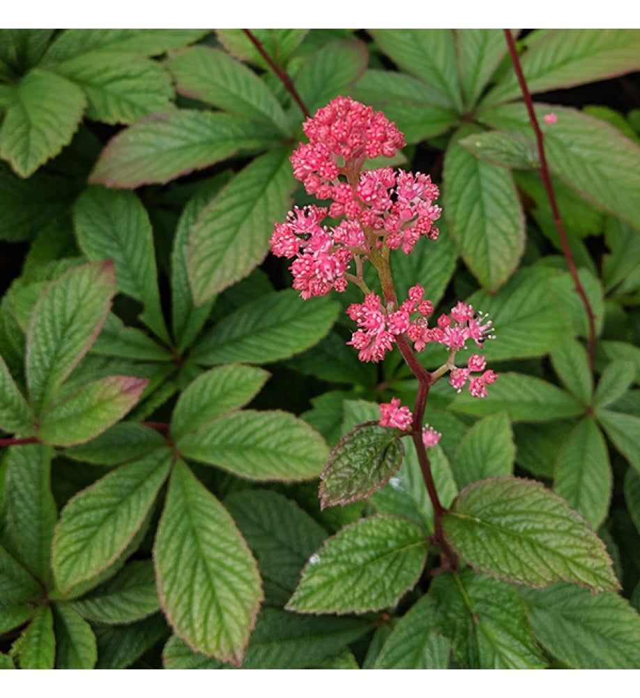 Rodgersia Pinnata | 20+ Seeds | Shade Loving | Flowering Perennial | Featherleaf