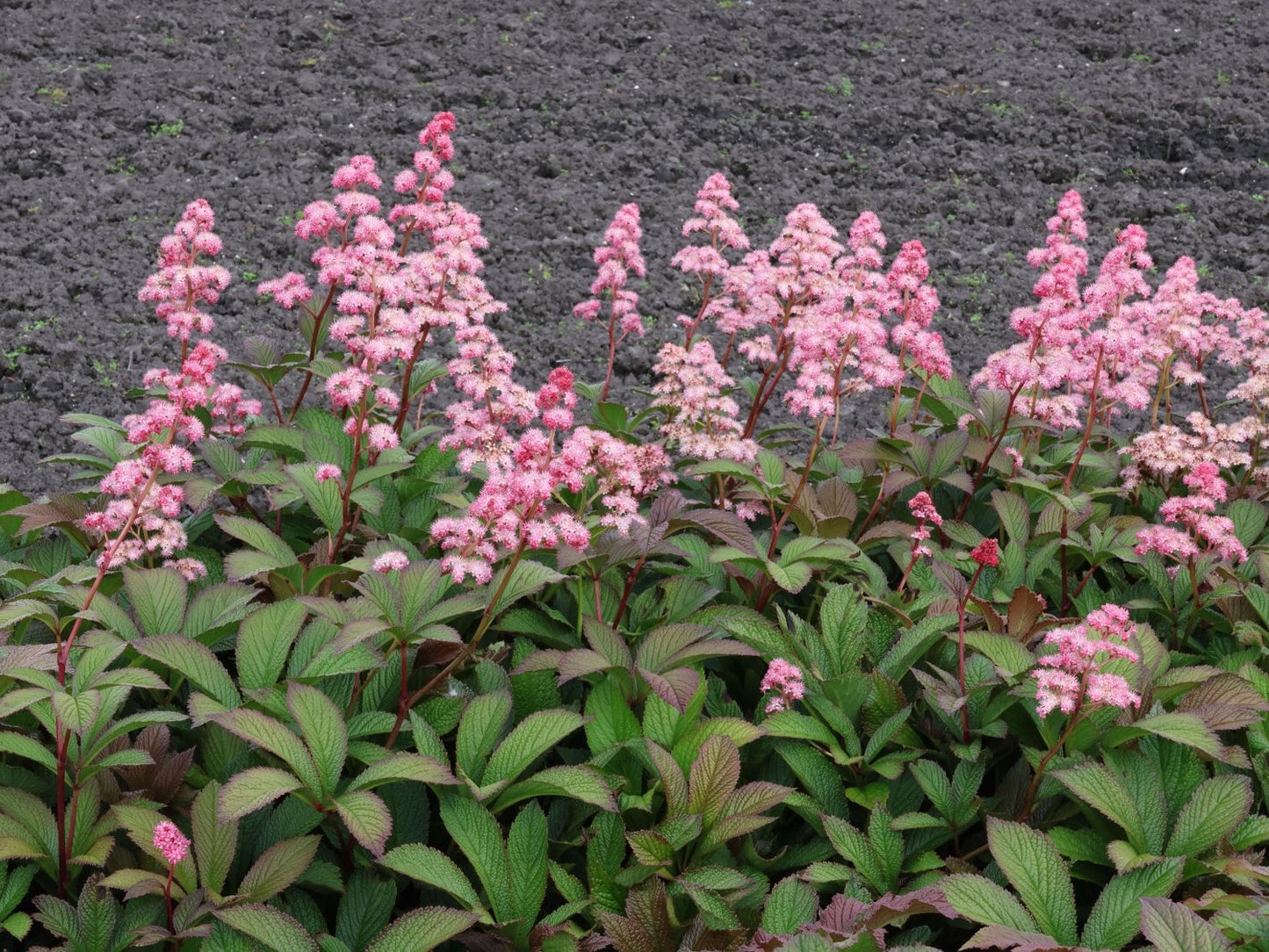 Rodgersia Pinnata | 20+ Seeds | Shade Loving | Flowering Perennial | Featherleaf
