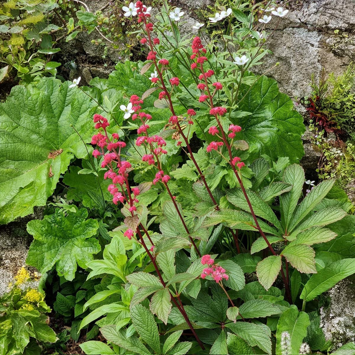 Rodgersia Pinnata | 20+ Seeds | Shade Loving | Flowering Perennial | Featherleaf