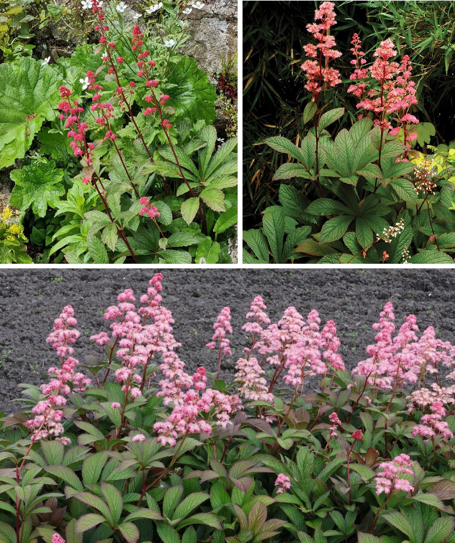 Rodgersia Pinnata | 20+ Seeds | Shade Loving | Flowering Perennial | Featherleaf