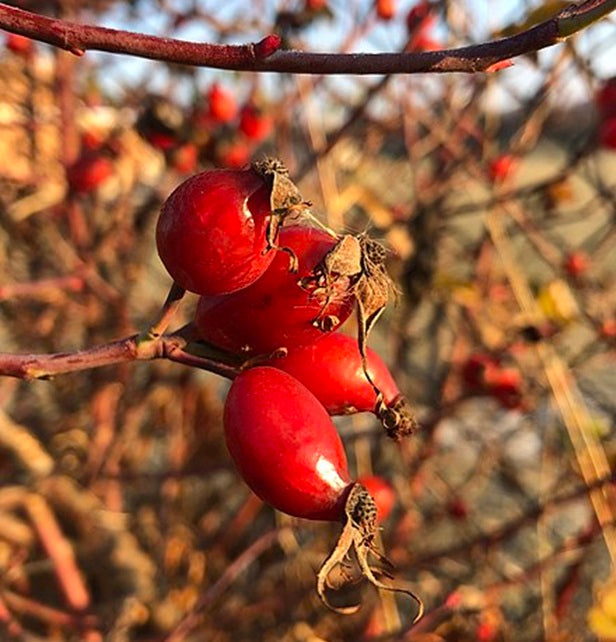 Rosehip / Wild Dog Rose (Rosa Canina | 25+ seeds | Organic - own harvest