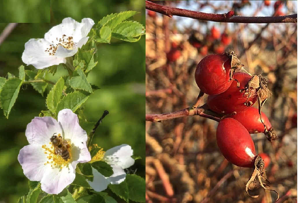 rose seeds uk Rosehip / Wild Dog Rose (Rosa Canina | 25+ seeds | Organic