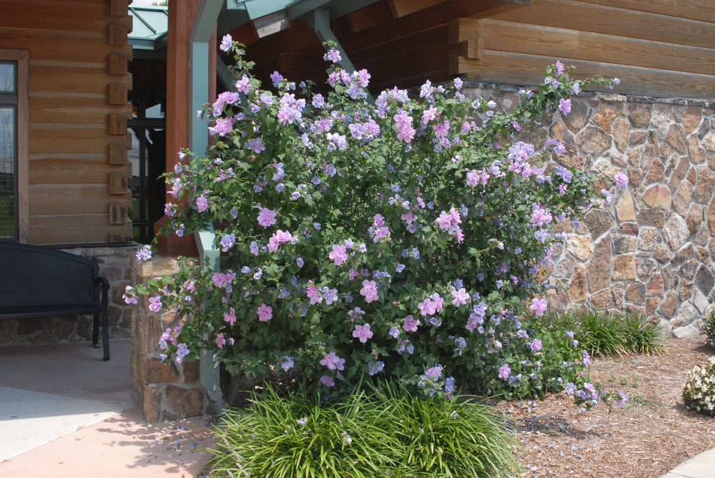 Rose of Sharon (Hibiscus Syriascus) | 50+ seeds | Perennial