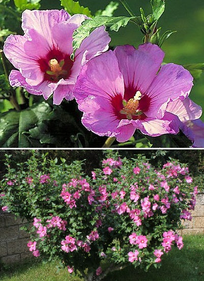 rose of sharon hibiscus seeds Rose of Sharon (Hibiscus Syriascus) | 50+ seeds