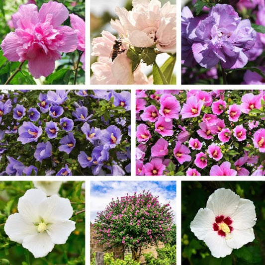 Rose of Sharon Mixed Colours | Hibiscus Syriascus | 15+ seeds | Perennial