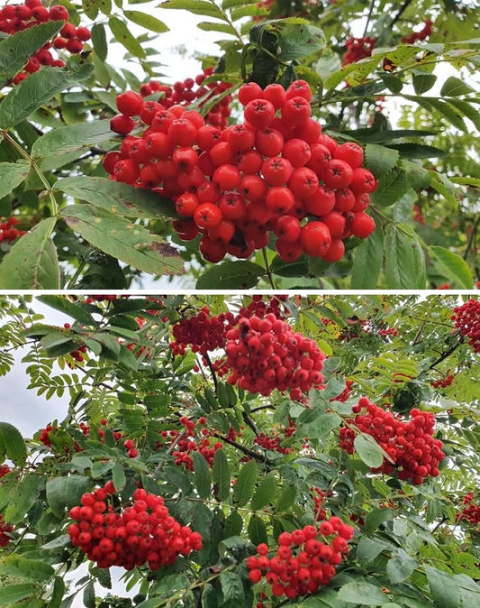 Rowan tree seeds | Mountain Ash | Sorbus Aucuparia | 50+ seeds | Loved by Birds