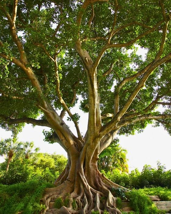 Ficus Religiosa 50 seeds (Sacred Fig Bodhi/Peepal Tree) Bonsai Same Day Dispatch
