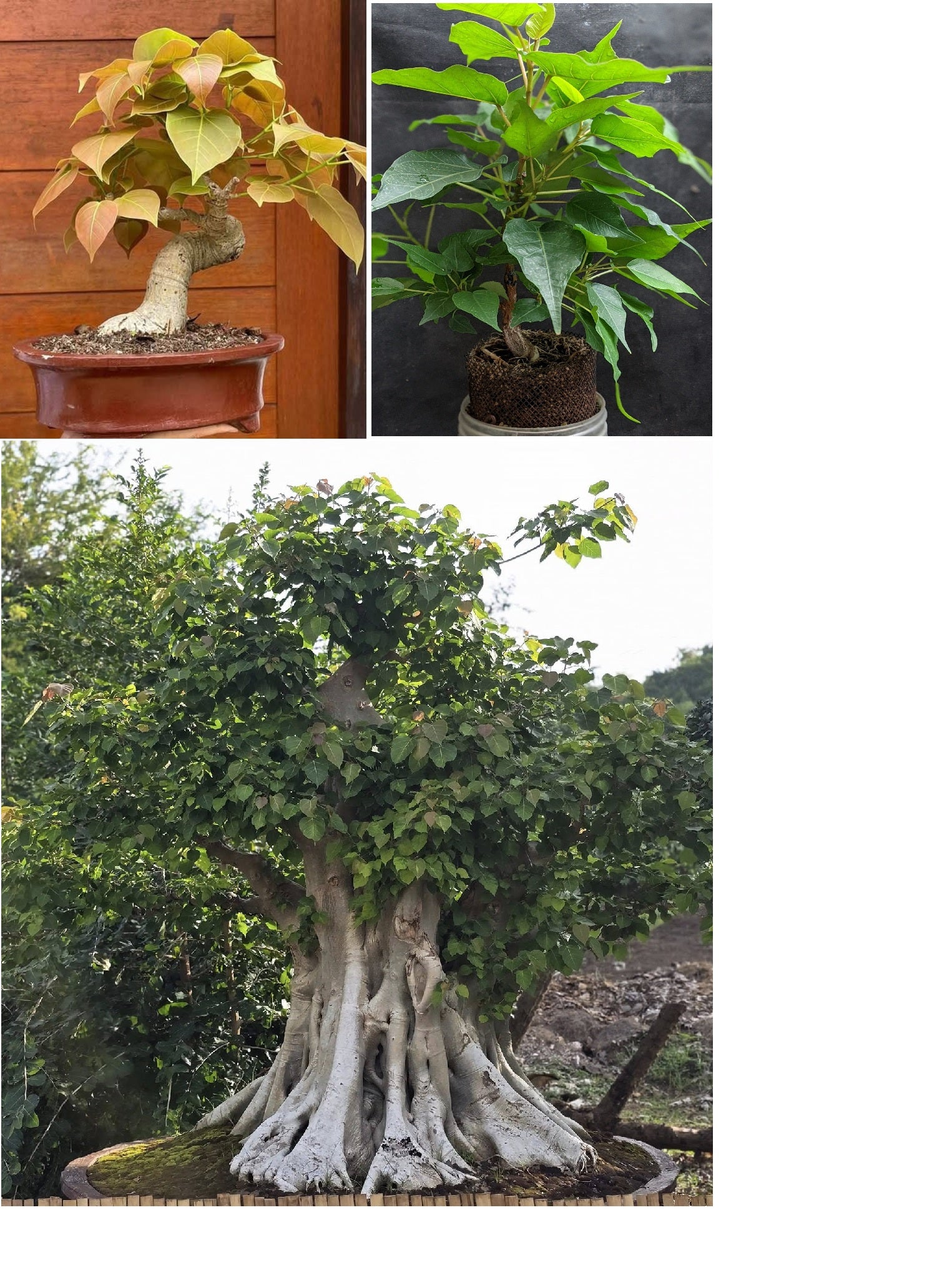 peepal tree bonsai care Ficus Religiosa 50 seeds (Sacred Fig Bodhi/Peepal Tree) Bonsai Same Da – speedyseeds