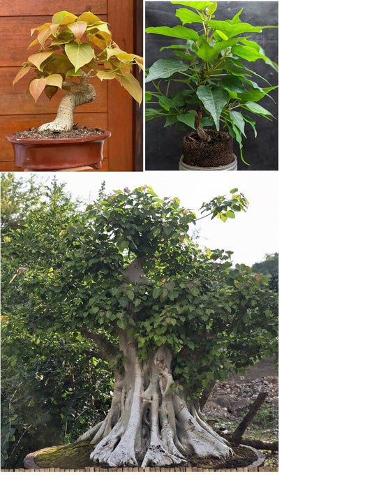 Ficus Religiosa 50 seeds (Sacred Fig Bodhi/Peepal Tree) Bonsai Same Day Dispatch