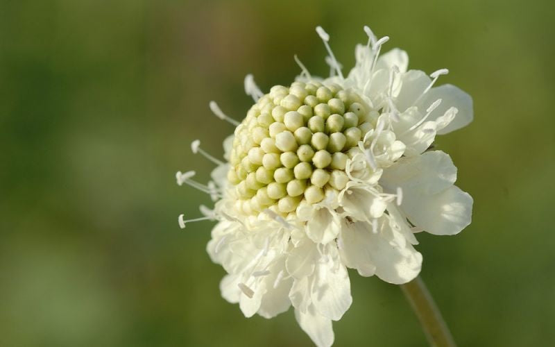 Scabiosa "Moon Dance" seeds | Scabiosa Ochroleuca | 20+ seeds