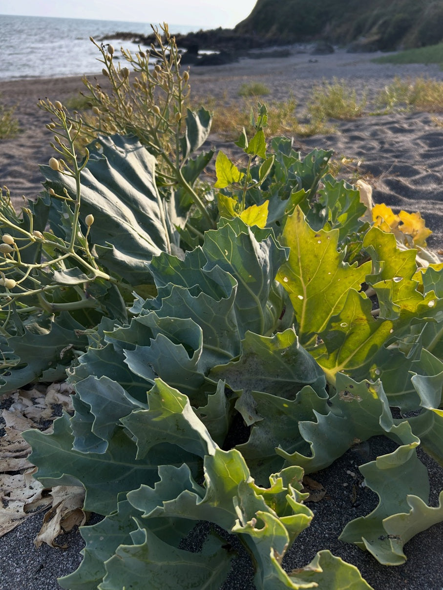 Sea Kale seeds | Crambe Maritima | 20 Seeds | Organic