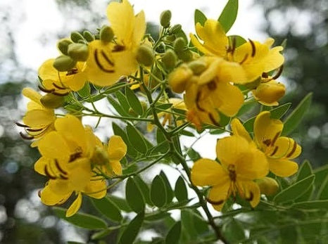 Egyptian Senna | Senna Alexandrina | 50+ seeds | Herb